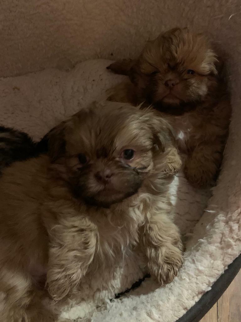 shih tzu for sale gumtree
